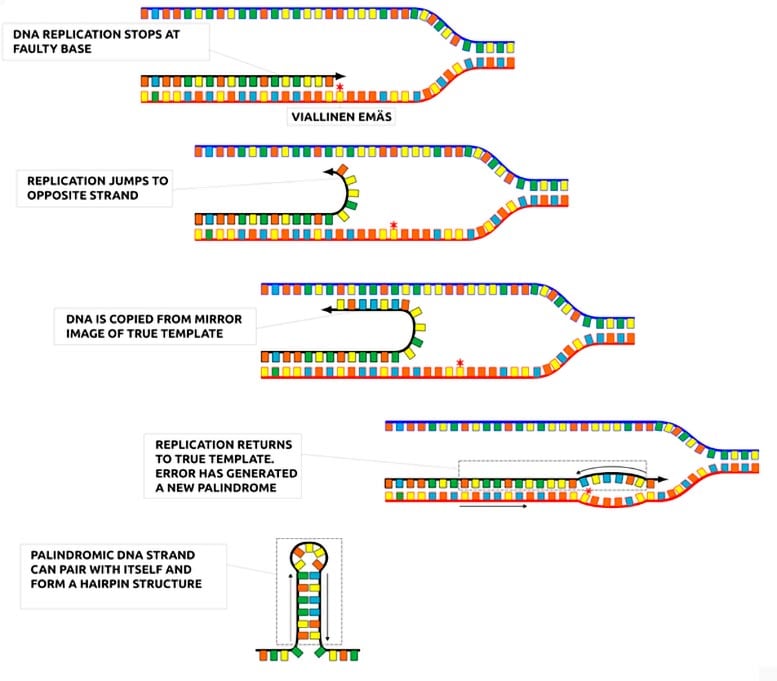 DNA replication hairpin structure