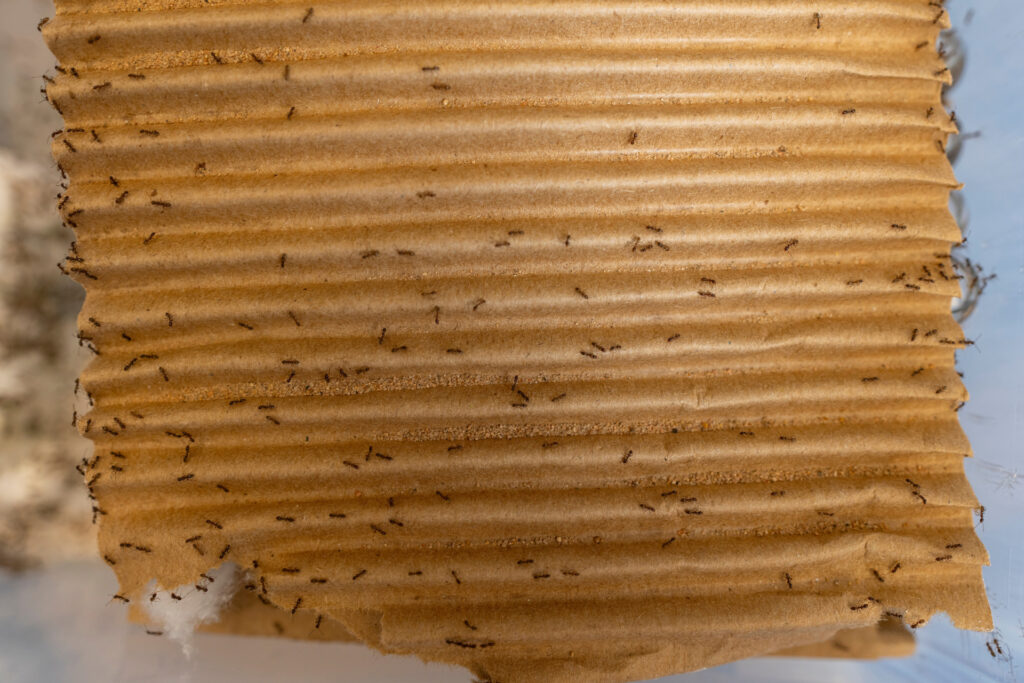 Dozens of Argentine ants crawl around a piece of corrugated cardboard. 
