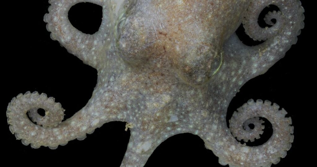 This Antarctic octopus sounds warning about rising sea levels