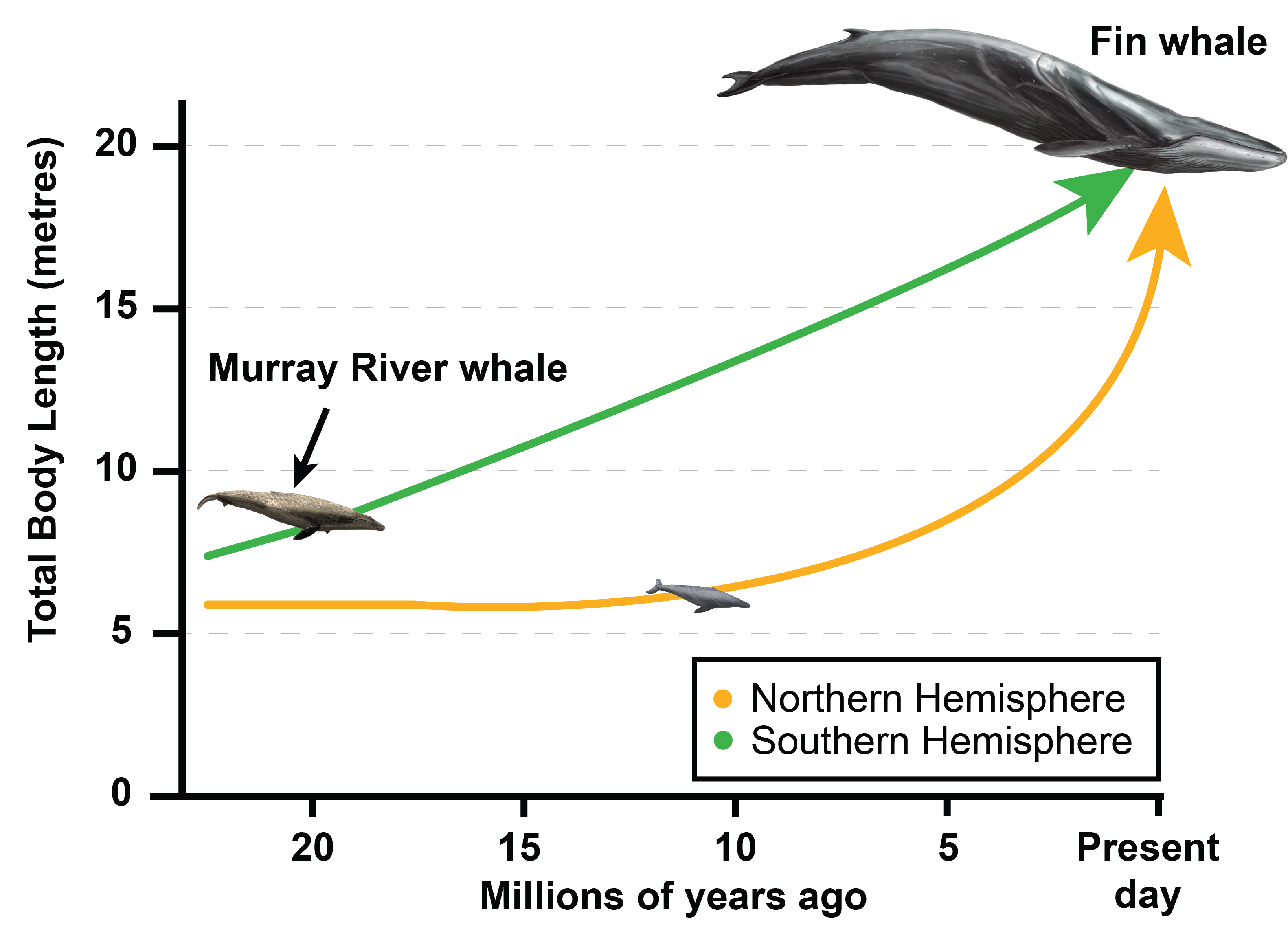 Northern Hemisphere whales are thought to have experienced long periods of size stabilization, followed by rapid growth.This most likely occurs when whales in the Southern Hemisphere cross the equator