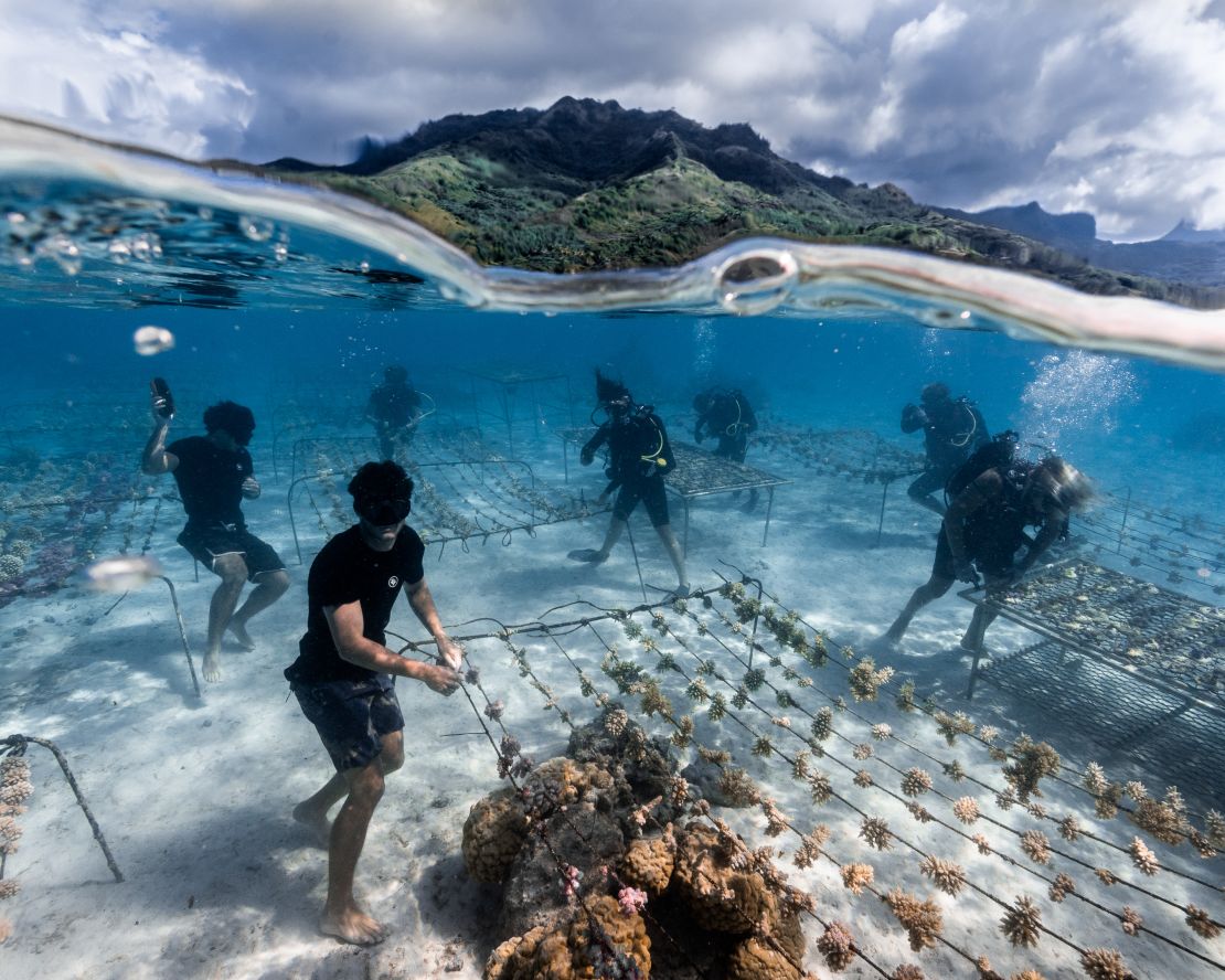 Burnicot and his team manage one of the many coral nurseries they have established.
