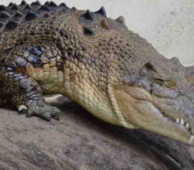 American tourist attacked by crocodile in Puerto Vallarta