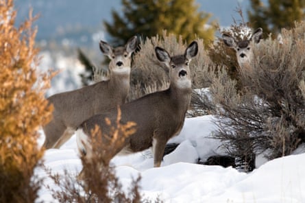 Three large deer standing in deep snow among bushes 