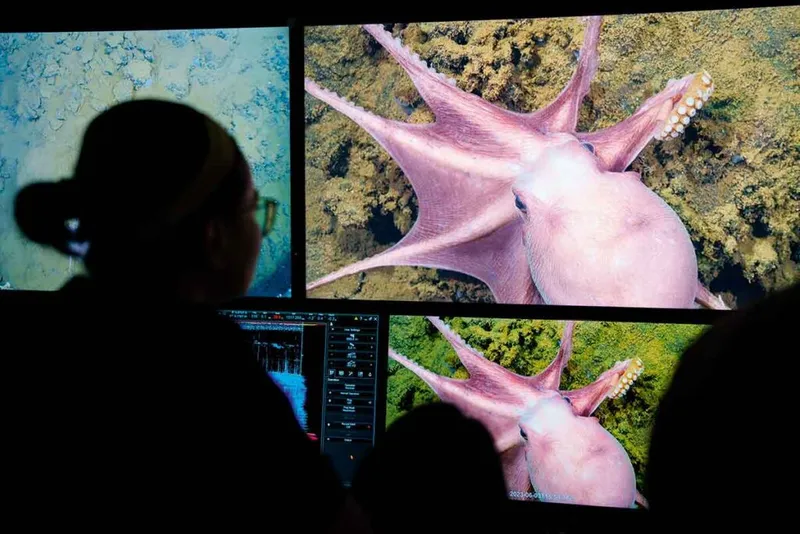 Scientists watch footage of a pink octopus on a screen.