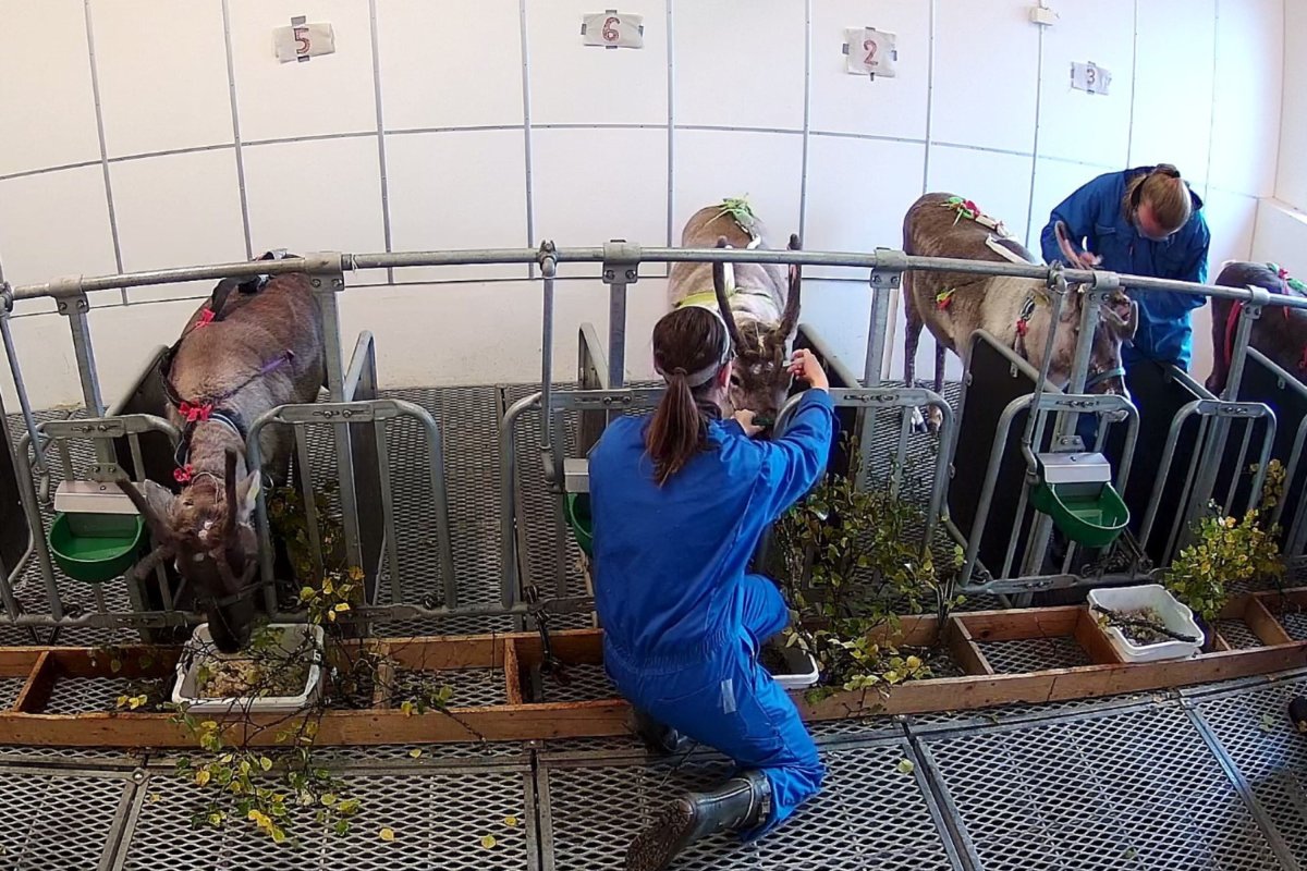 Researchers conduct experiments on reindeer