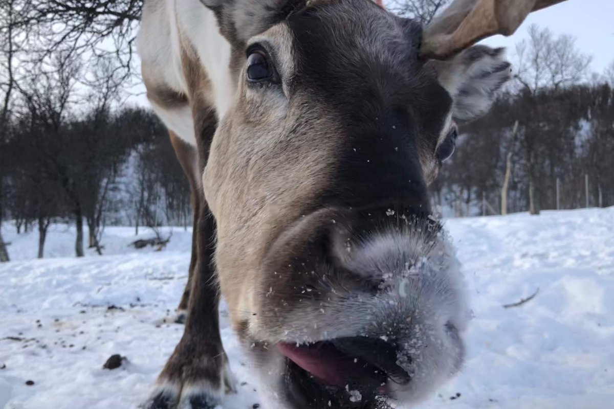 Close-up of reindeer