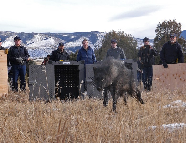 Pair of wolves released in Colorado, part of Oregon pack kills livestock
