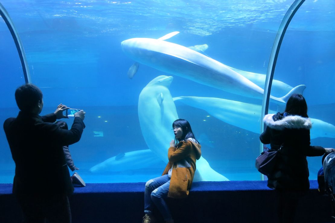 Tourists take photos of a beluga whale swimming at the Zhengjia Plaza Ocean World in Guangzhou, southern China, on February 1, 2016. China's booming ocean theme park industry has been accused of capturing and raising hundreds of dolphins, beluga whales and other marine mammals from the wild. under unsuitable conditions.