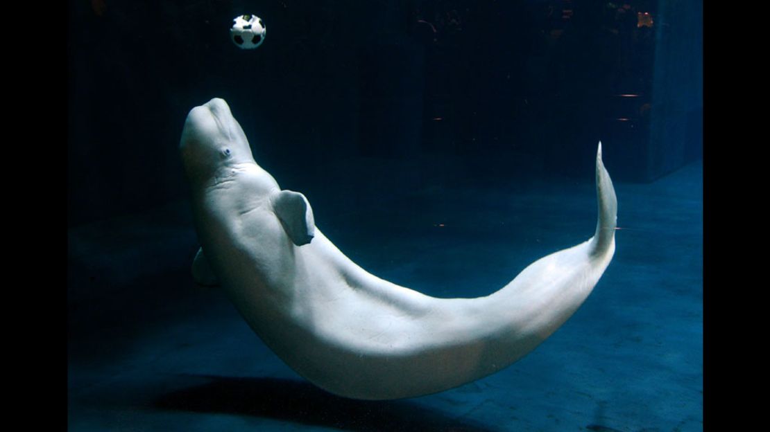 A beluga whale plays football at China's largest aquarium in Beijing on Wednesday.