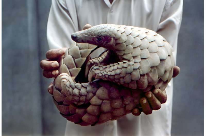 Pangolins resemble a cross between a pinecone and an anteater.