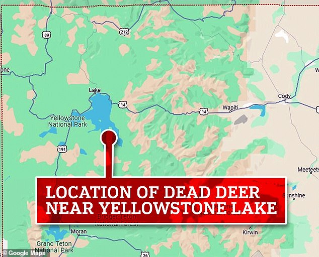 Last March, an infected buck carcass was tracked using a GPS collar to a peninsula on the southern edge of Yellowstone Lake for a population dynamics study.