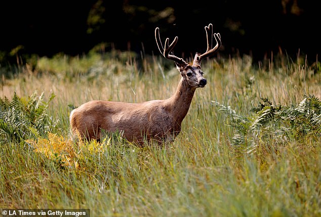 CWD was first detected in mule deer in southeastern Wyoming in 1985