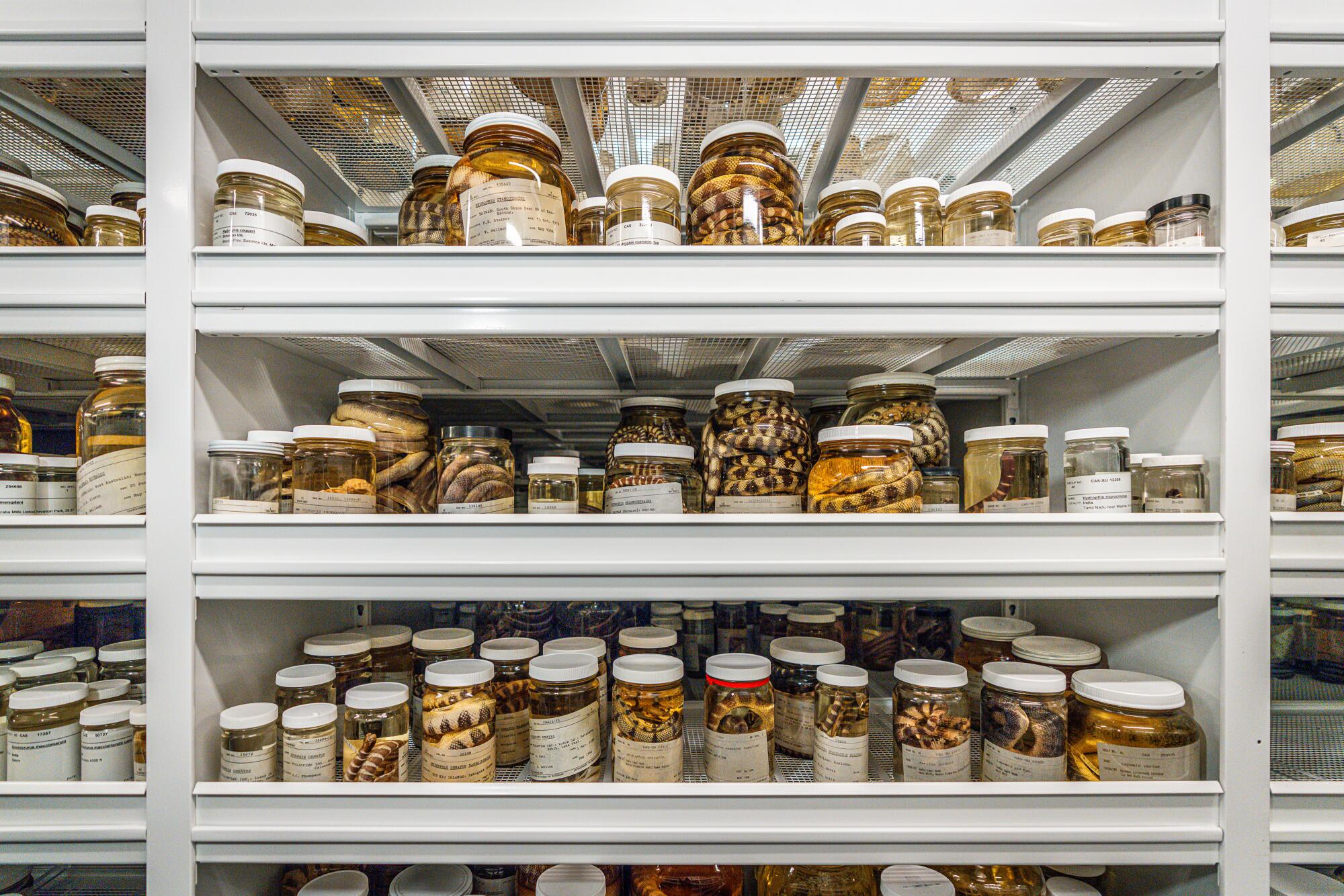 A view of the Herpetology Collection at the California Academy of Sciences, San Francisco.