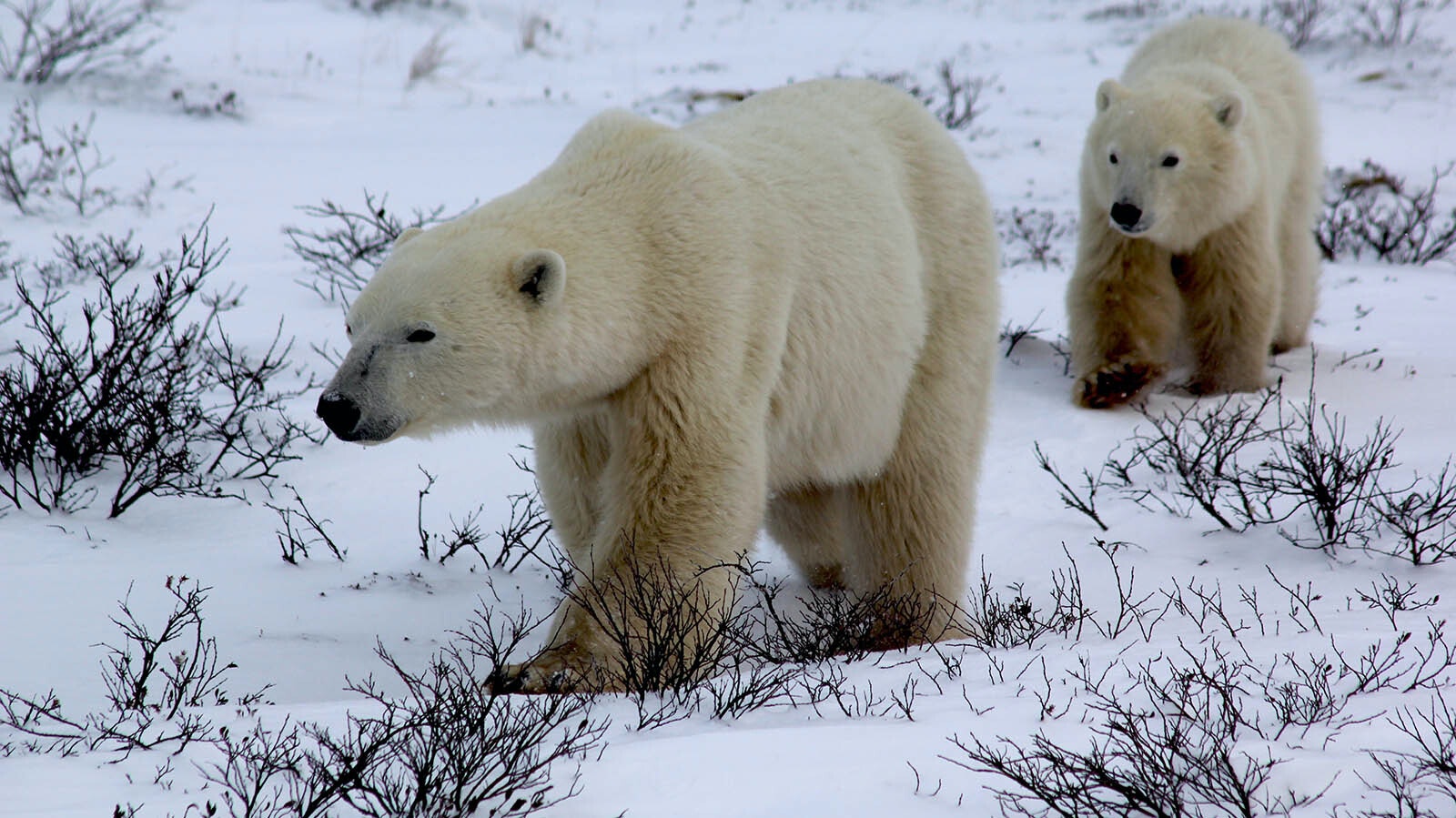 Polar bears living on the edge of Hudson Bay east of Churchill, Manitoba, Canada, have become accustomed to people watching them around.