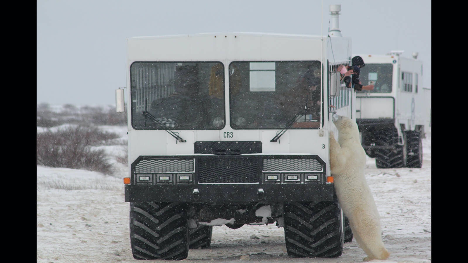 These tundra buggies were built for polar bear viewing along the Hudson Bay near Churchill, Manitoba, Canada.