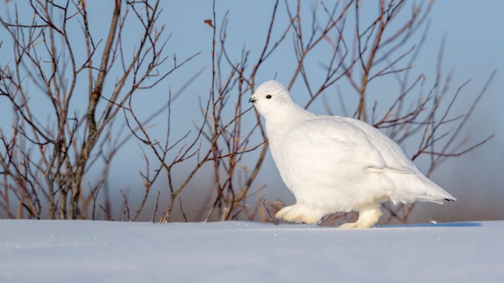 A white ermine weasel staring into the camera laying on the snow in front of a shrub