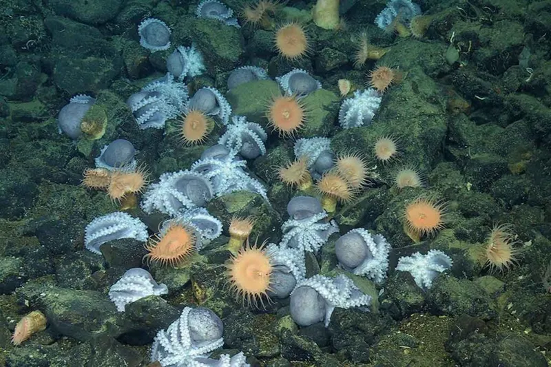 A secret deep-sea oasis where 20,000 octopuses lay their eggs
