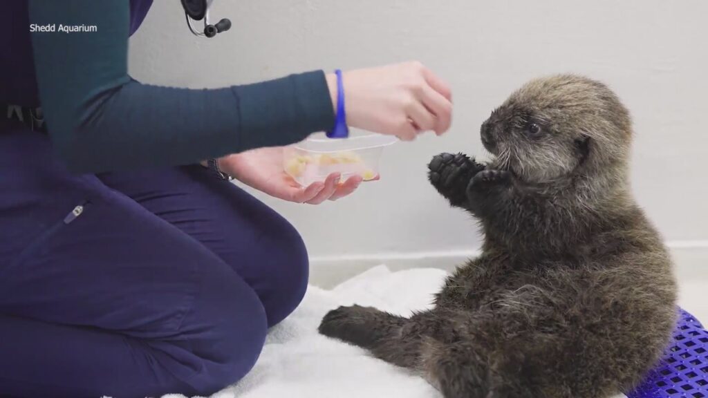 After 3,000-mile journey, baby otter calls Shedd home