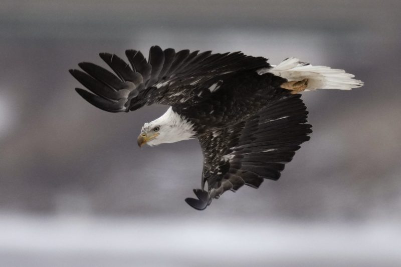 After 50 years of preventing extinction, we can’t turn our backs on the Endangered Species Act