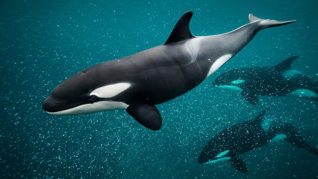 Are you a member of Team Orca? Why we want nature to 'fight back' in 2023