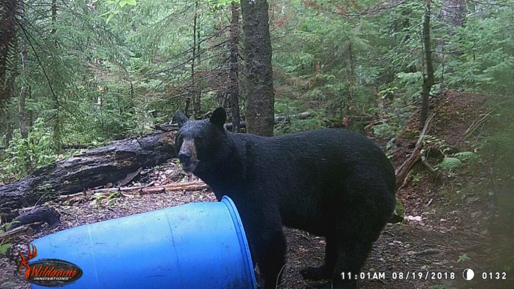 Bear harvest is down compared to past two years