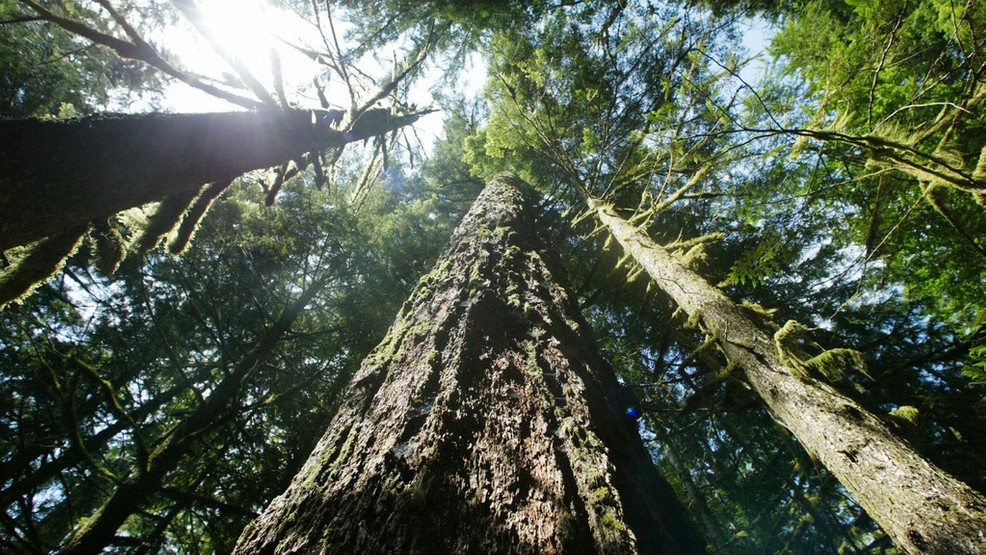 Biden administration takes action to protect old-growth forests amid climate change | Cuomo