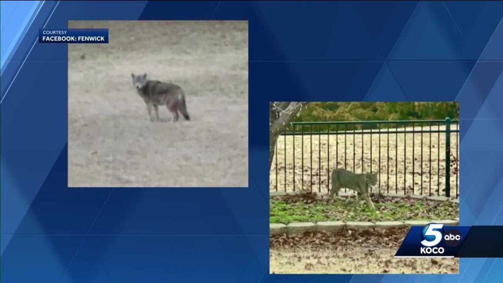 Bobcat, coyote sightings put northwest Oklahoma City community on alert