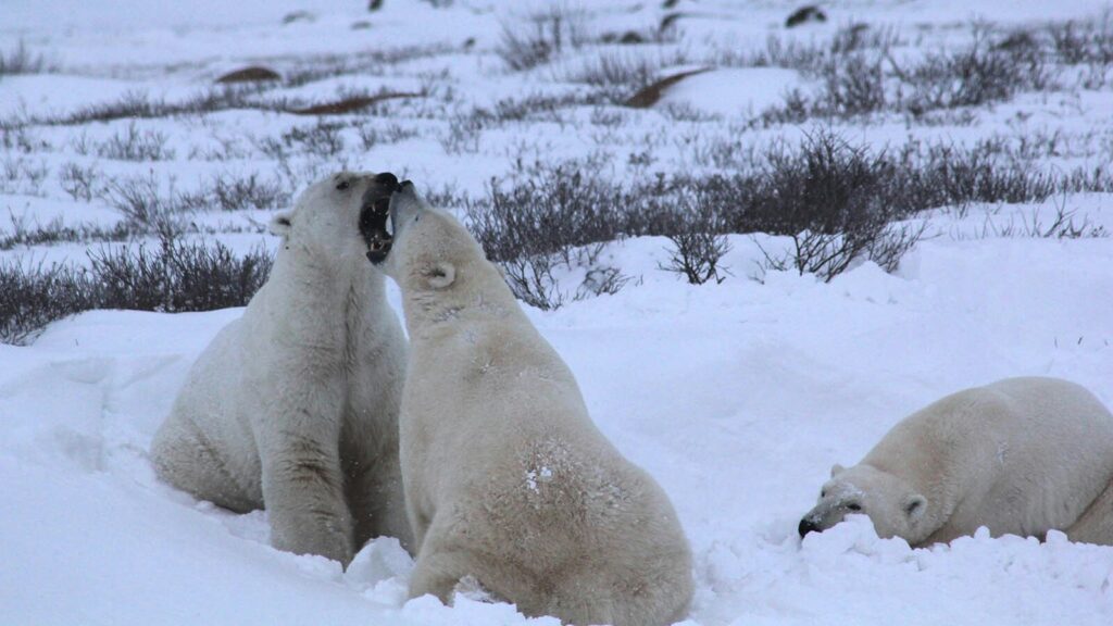 Candy Moulton: Explore the subarctic tundra with 700 polar bears