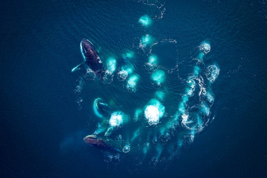 Humpback whales bubble net feeding in Antarctica.