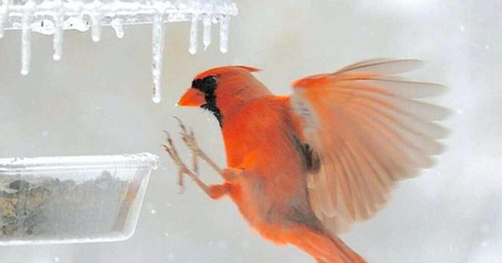 Cardinals don't migrate or lose their bright colors in winter