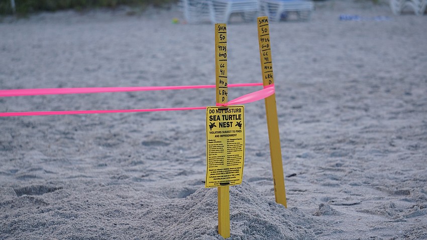 Despite high disorientation, sea turtles nest in Longboat Sarasota your watcher