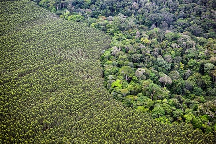 Don't blame the trees!Saving forests is still the best way to save the planet