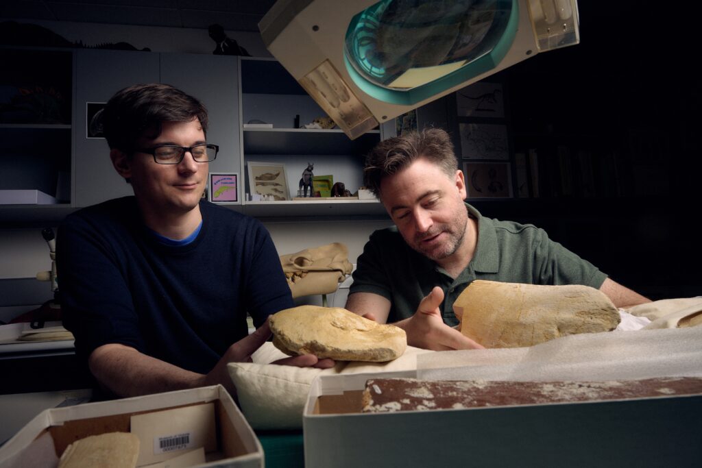 Early giant baleen whales hidden in southern hemisphere