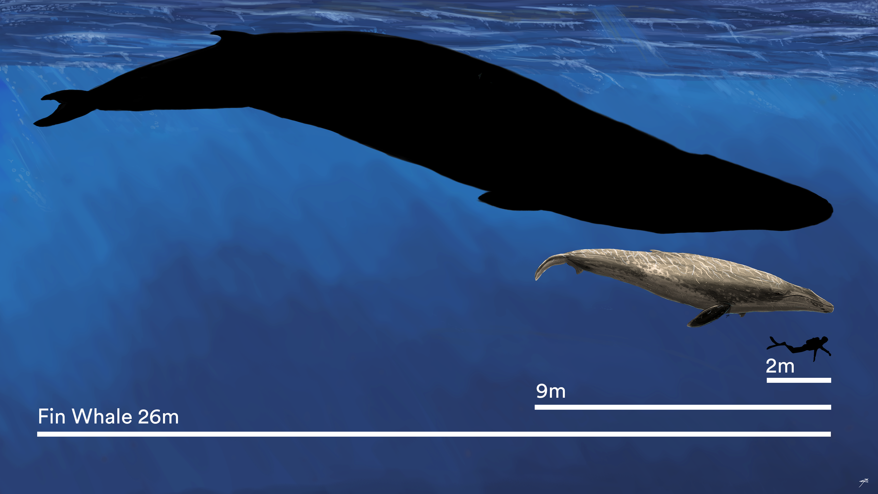 Size comparison of fin whales, Murray whales and divers