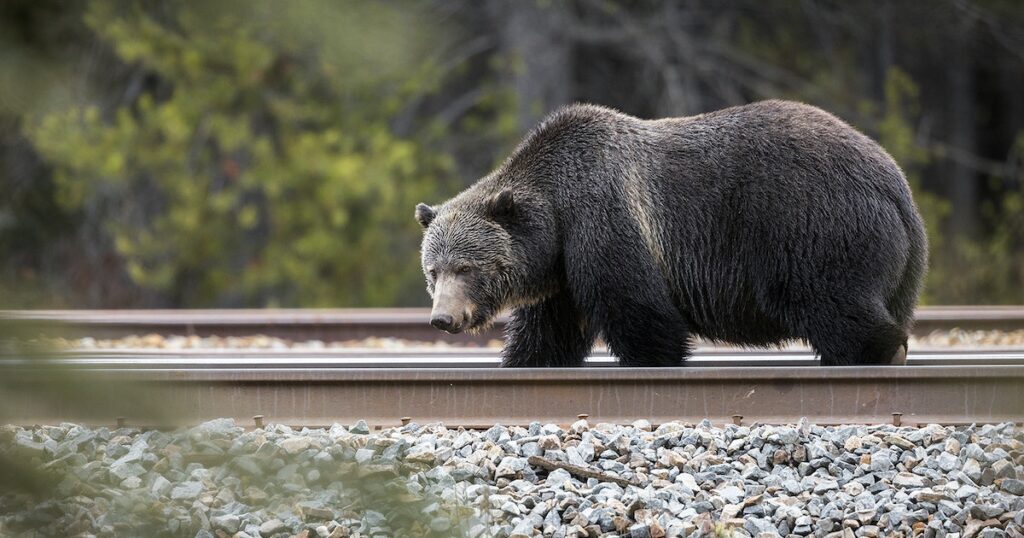 Environmental group sues BNSF after drunken grizzly bear hit by train