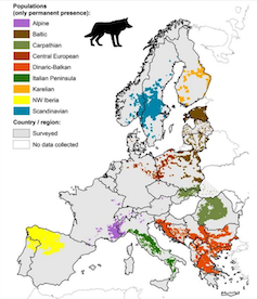 Europe has a wolf problem, and a late Norwegian philosopher found a solution