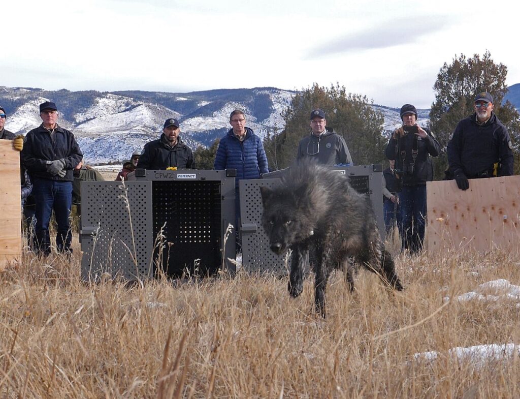 Five wolves released into the wild west make history