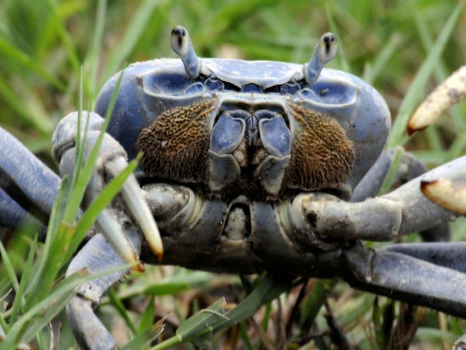 In this July 18, 2011 photo, a giant blue land crab moves through the grass at the Montgomery Botanical Center in Coral Gables, Florida. This species is native to the Miami area.