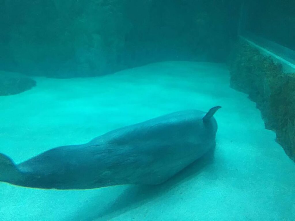 Free Bella: The fight to free the beluga whale from a South Korean shopping mall aquarium | CNN