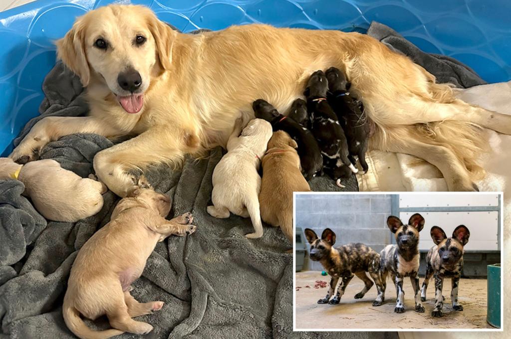 Golden Retriever raises brood of endangered African wild pups and her own babies at Indiana Zoo
