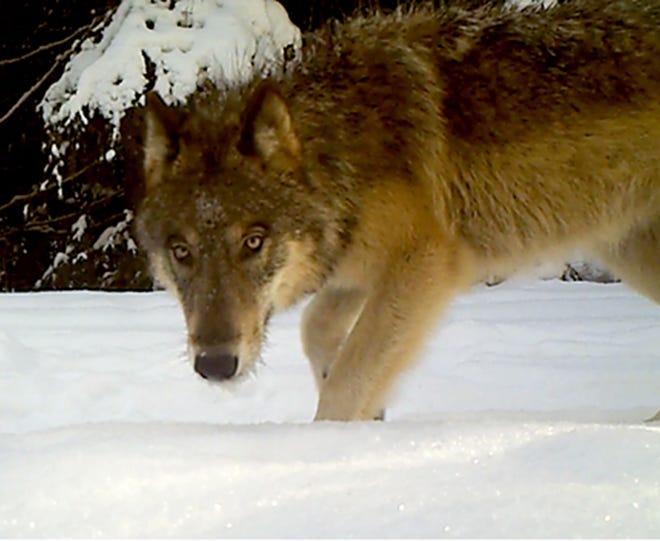The U.S. Fish and Wildlife Service announced it will develop a national gray wolf recovery plan.