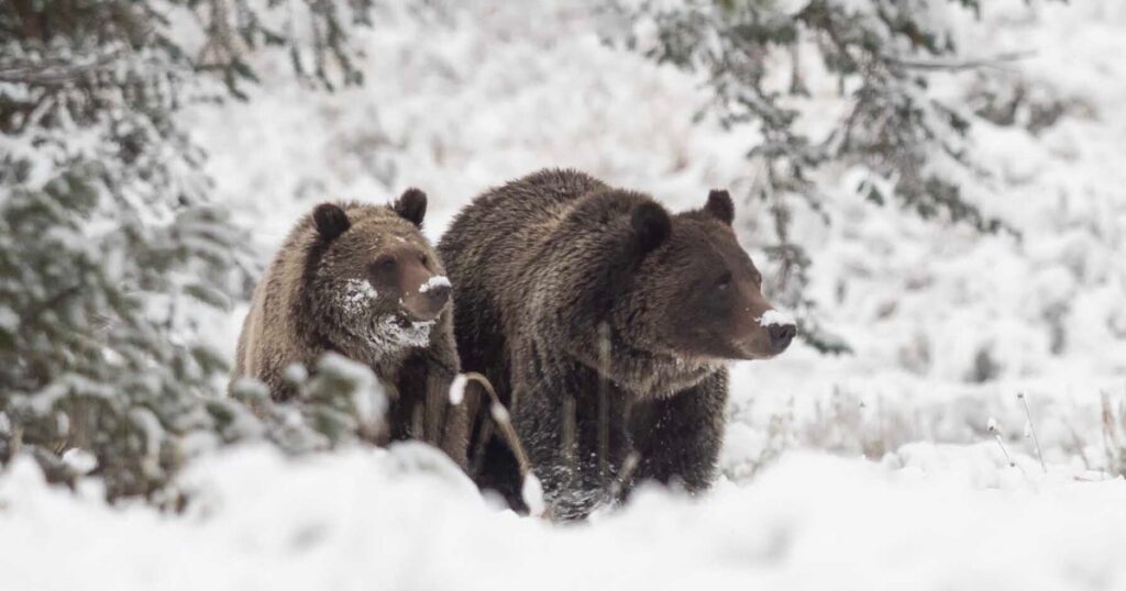 Grizzly bear 399 may be hibernating while warm weather keeps other bears late