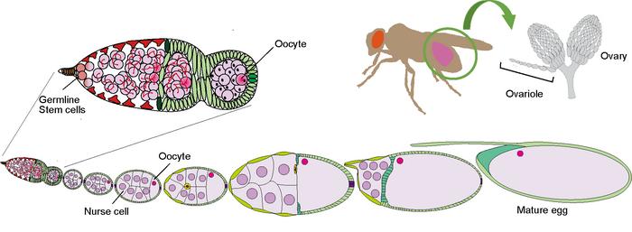 Helping insects: How environmental microbes fuel fruit fly reproduction
