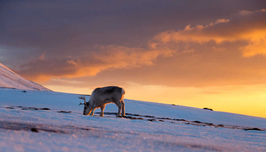 How can you find delicious food in the snow?Ask the reindeer