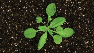 Arabidopsis thaliana is a plant species widely used for basic biological discoveries. With the help of this versatile test subject, CSHL scientists have now unearthed the secrets of a process that helps control heredity.