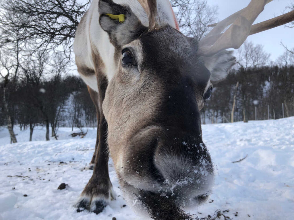 How real-life Rudolph got enough rest: Chew and sleep at the same time!