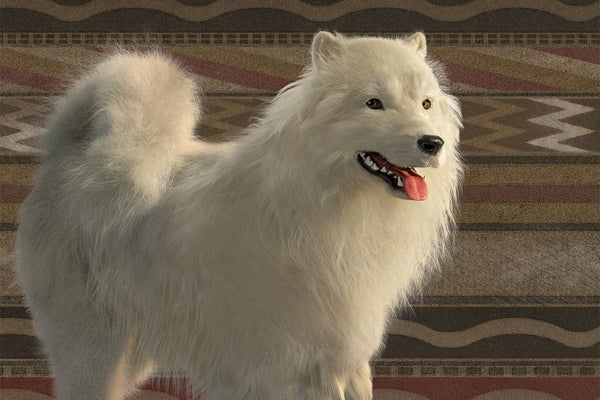 Artist's depiction of a dog with erect ears and long white fur, similar in appearance to a Samoyed