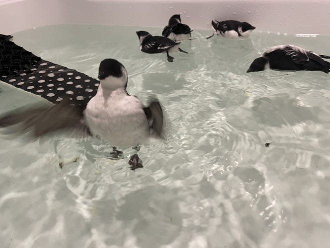 After high winds and torrential rains on December 18, 2023, the Cape Neddick Wildlife Center in Maine welcomed a most unusual guest: pigeons, which are rarely seen on dry land.