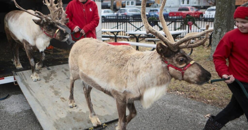Most Famous Reindeer: Moberly Reindeer Farm Stays Busy During the Holidays