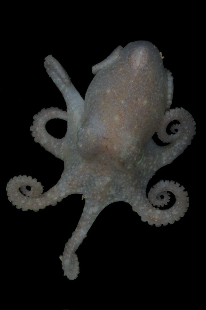Octopus DNA may reveal when West Antarctic ice sheet recently collapsed CNN